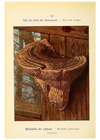 Reproducción/Reproduction 7831191140: Nouvel atlas de poche des champignons comestibles et vénéneux.. Paris,Léon Lhome,1911-1912.
