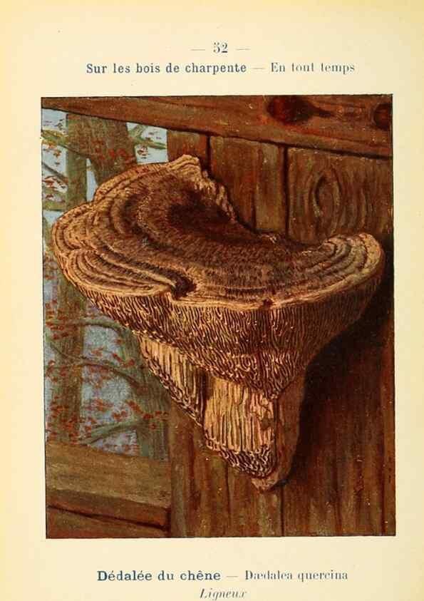 Reproducción/Reproduction 7831191140: Nouvel atlas de poche des champignons comestibles et vénéneux.. Paris,Léon Lhome,1911-1912.