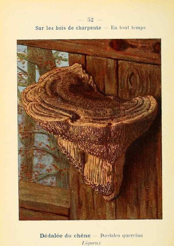 Reproducción/Reproduction 7831191140: Nouvel atlas de poche des champignons comestibles et vénéneux.. Paris,Léon Lhome,1911-1912.
