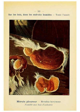 Reproducción/Reproduction 7831192378: Nouvel atlas de poche des champignons comestibles et vénéneux.. Paris,Léon Lhome,1911-1912.