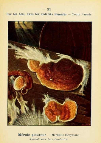 Reproducción/Reproduction 7831192378: Nouvel atlas de poche des champignons comestibles et vénéneux.. Paris,Léon Lhome,1911-1912.