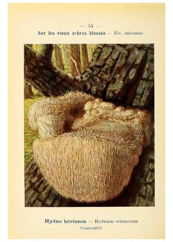 Reproducción/Reproduction 7831193806: Nouvel atlas de poche des champignons comestibles et vénéneux.. Paris,Léon Lhome,1911-1912.