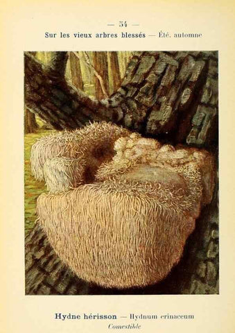 Reproducción/Reproduction 7831193806: Nouvel atlas de poche des champignons comestibles et vénéneux.. Paris,Léon Lhome,1911-1912.