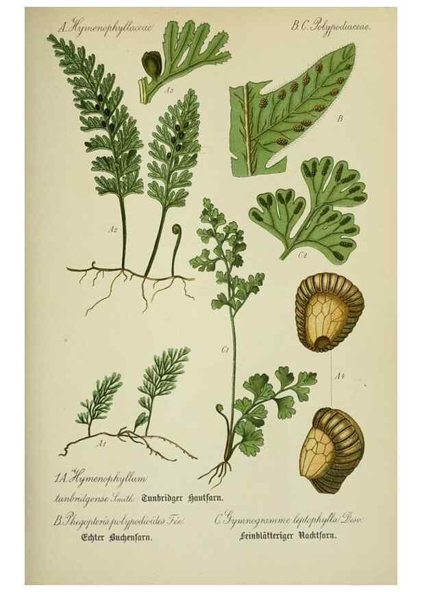 Reproducción/Reproduction 7845230512: Flora von Deutschland, Österreich und der Schweiz.. Gera,Zezschwitz,1903-