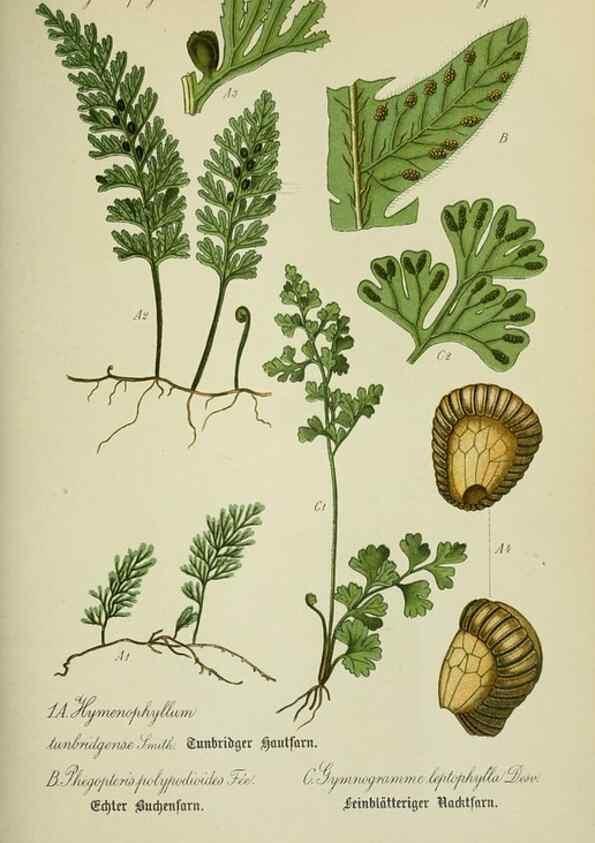 Reproducción/Reproduction 7845230512: Flora von Deutschland, Österreich und der Schweiz.. Gera,Zezschwitz,1903-