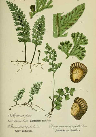 Reproducción/Reproduction 7845230512: Flora von Deutschland, Österreich und der Schweiz.. Gera,Zezschwitz,1903-