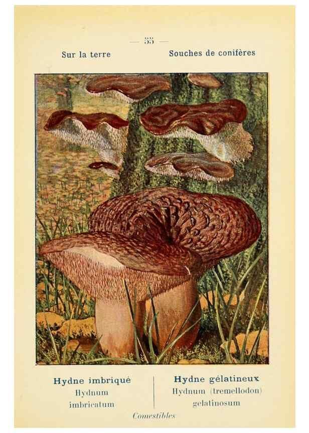Reproducción/Reproduction 7831195422: Nouvel atlas de poche des champignons comestibles et vénéneux.. Paris,Léon Lhome,1911-1912.