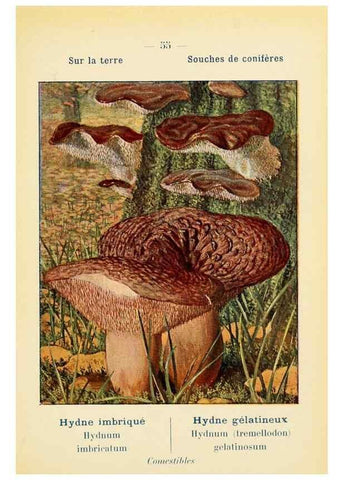 Reproducción/Reproduction 7831195422: Nouvel atlas de poche des champignons comestibles et vénéneux.. Paris,Léon Lhome,1911-1912.