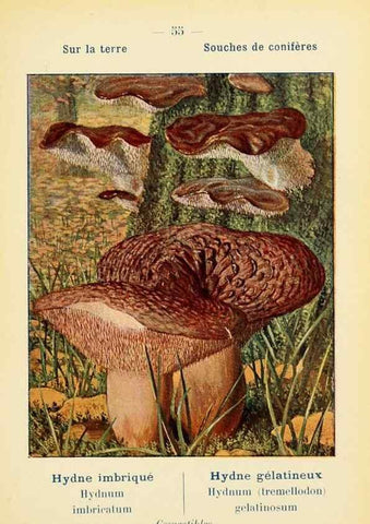 Reproducción/Reproduction 7831195422: Nouvel atlas de poche des champignons comestibles et vénéneux.. Paris,Léon Lhome,1911-1912.