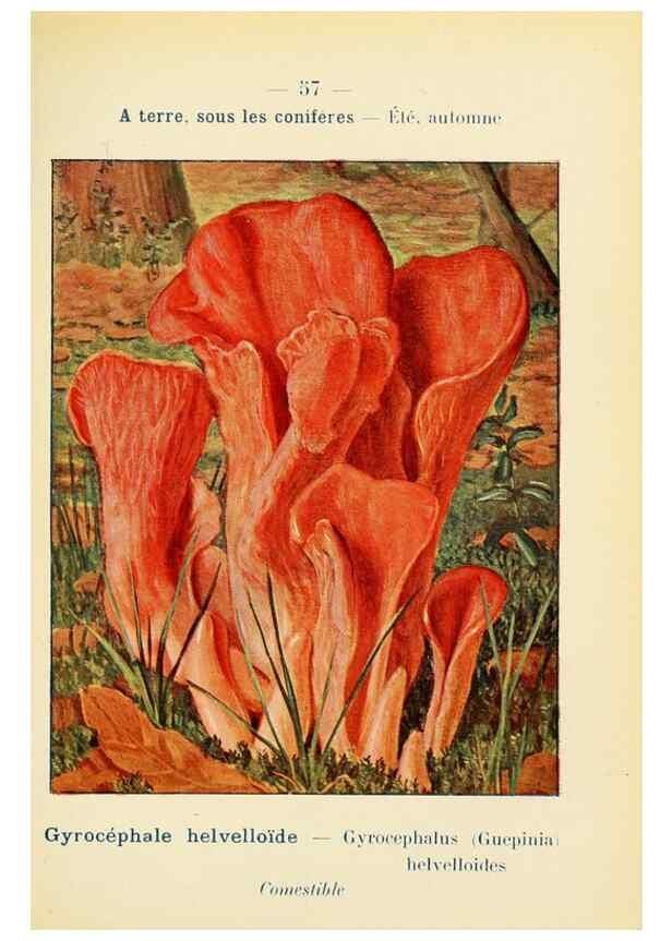 Reproducción/Reproduction 7831198548: Nouvel atlas de poche des champignons comestibles et vénéneux.. Paris,Léon Lhome,1911-1912.
