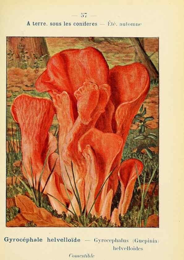 Reproducción/Reproduction 7831198548: Nouvel atlas de poche des champignons comestibles et vénéneux.. Paris,Léon Lhome,1911-1912.