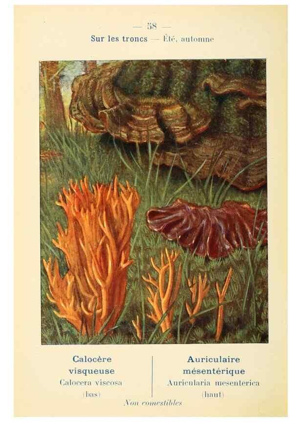 Reproducción/Reproduction 7831199850: Nouvel atlas de poche des champignons comestibles et vénéneux.. Paris,Léon Lhome,1911-1912.