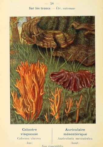 Reproducción/Reproduction 7831199850: Nouvel atlas de poche des champignons comestibles et vénéneux.. Paris,Léon Lhome,1911-1912.