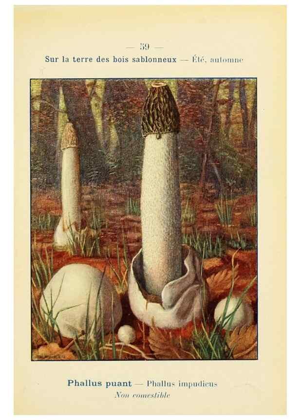 Reproducción/Reproduction 7831201164: Nouvel atlas de poche des champignons comestibles et vénéneux.. Paris,Léon Lhome,1911-1912.