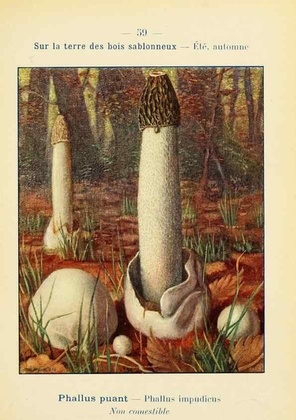 Reproducción/Reproduction 7831201164: Nouvel atlas de poche des champignons comestibles et vénéneux.. Paris,Léon Lhome,1911-1912.