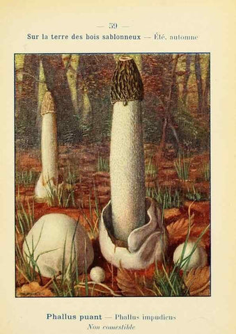 Reproducción/Reproduction 7831201164: Nouvel atlas de poche des champignons comestibles et vénéneux.. Paris,Léon Lhome,1911-1912.