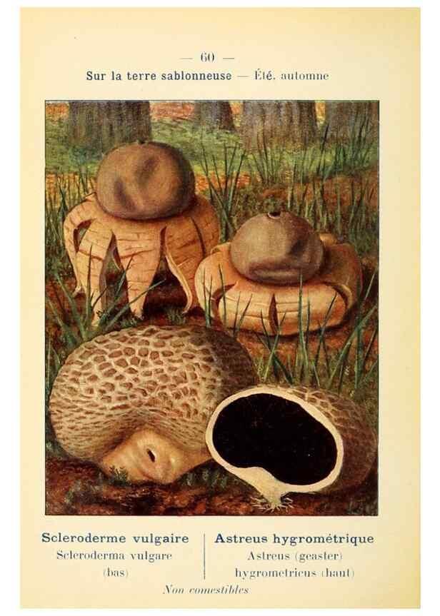 Reproducción/Reproduction 7831202962: Nouvel atlas de poche des champignons comestibles et vénéneux.. Paris,Léon Lhome,1911-1912.