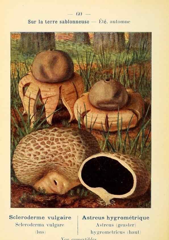 Reproducción/Reproduction 7831202962: Nouvel atlas de poche des champignons comestibles et vénéneux.. Paris,Léon Lhome,1911-1912.