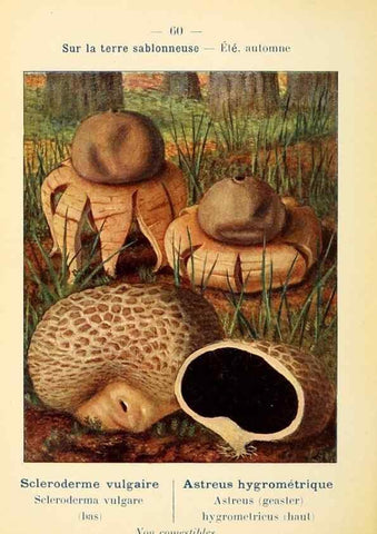 Reproducción/Reproduction 7831202962: Nouvel atlas de poche des champignons comestibles et vénéneux.. Paris,Léon Lhome,1911-1912.