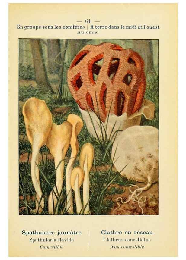 Reproducción/Reproduction 7831204708: Nouvel atlas de poche des champignons comestibles et vénéneux.. Paris,Léon Lhome,1911-1912.