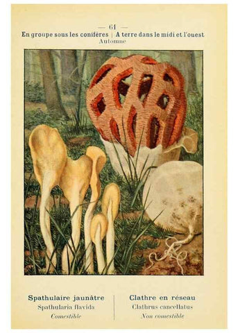 Reproducción/Reproduction 7831204708: Nouvel atlas de poche des champignons comestibles et vénéneux.. Paris,Léon Lhome,1911-1912.
