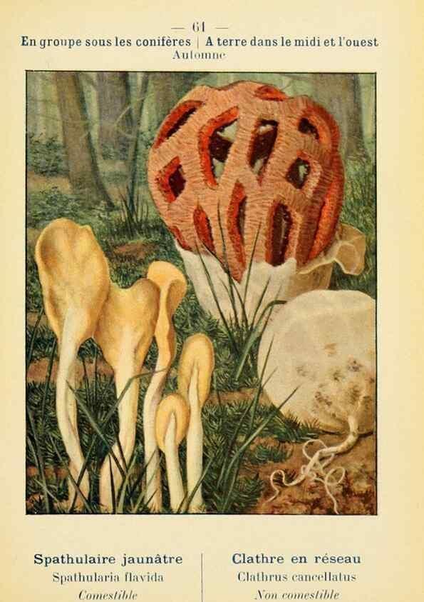 Reproducción/Reproduction 7831204708: Nouvel atlas de poche des champignons comestibles et vénéneux.. Paris,Léon Lhome,1911-1912.