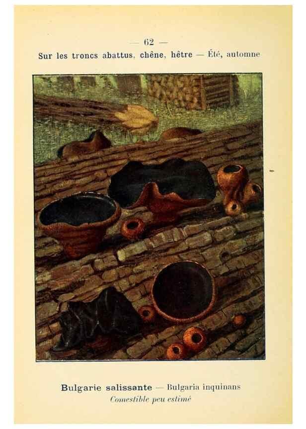Reproducción/Reproduction 7831206168: Nouvel atlas de poche des champignons comestibles et vénéneux.. Paris,Léon Lhome,1911-1912.