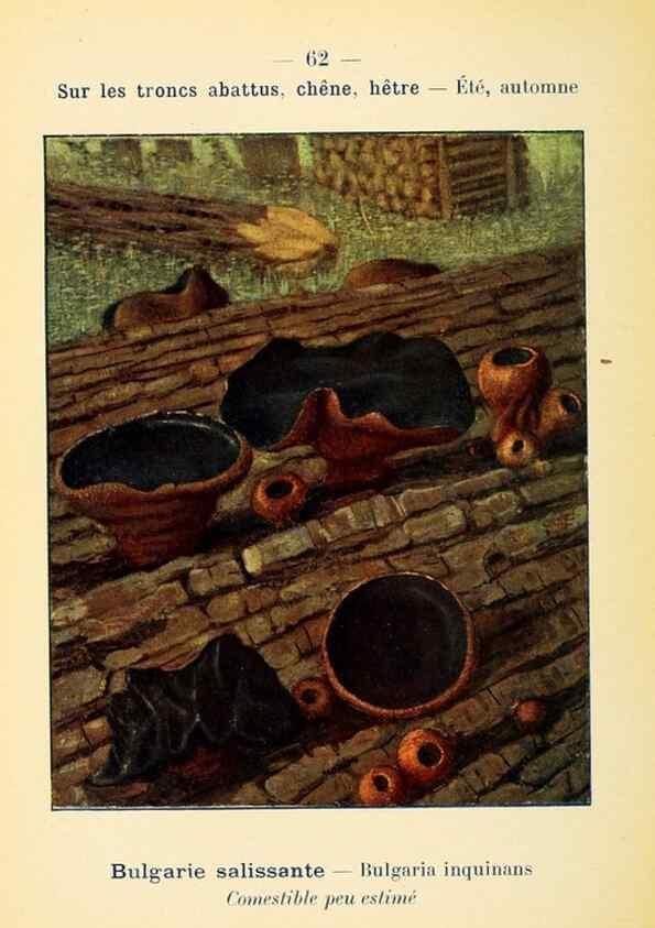 Reproducción/Reproduction 7831206168: Nouvel atlas de poche des champignons comestibles et vénéneux.. Paris,Léon Lhome,1911-1912.
