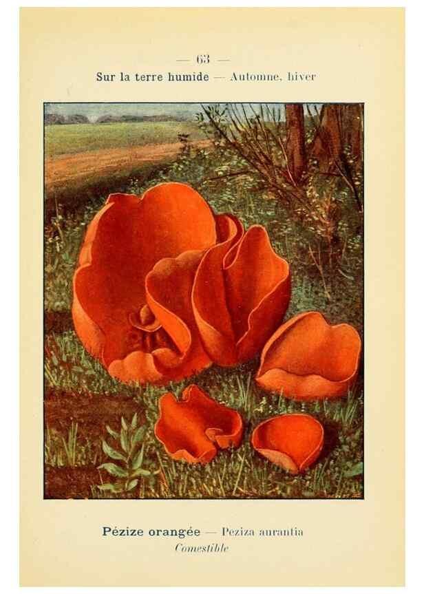 Reproducción/Reproduction 7831207518: Nouvel atlas de poche des champignons comestibles et vénéneux.. Paris,Léon Lhome,1911-1912.