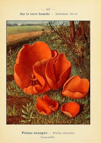 Reproducción/Reproduction 7831207518: Nouvel atlas de poche des champignons comestibles et vénéneux.. Paris,Léon Lhome,1911-1912.