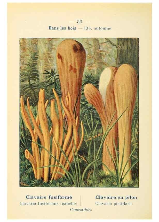 Reproducción/Reproduction 7831197068: Nouvel atlas de poche des champignons comestibles et vénéneux.. Paris,Léon Lhome,1911-1912.