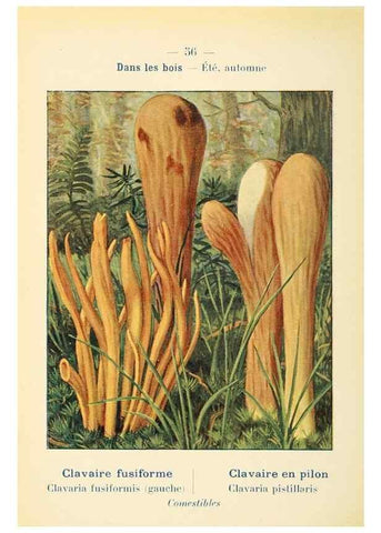 Reproducción/Reproduction 7831197068: Nouvel atlas de poche des champignons comestibles et vénéneux.. Paris,Léon Lhome,1911-1912.