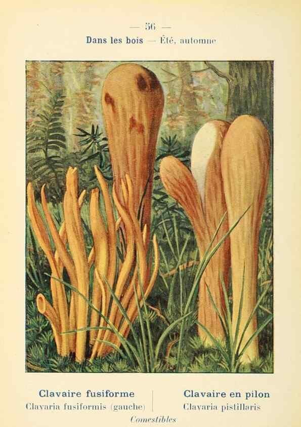 Reproducción/Reproduction 7831197068: Nouvel atlas de poche des champignons comestibles et vénéneux.. Paris,Léon Lhome,1911-1912.