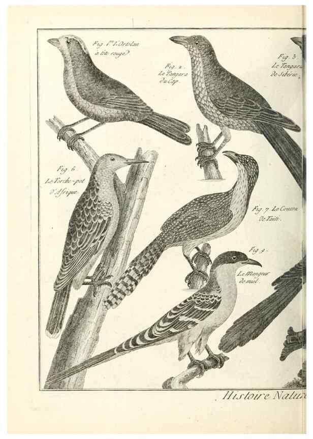 Reproducción/Reproduction 7851236620: Tableau encyclopédique et méthodique des trois règnes de la nature.. A Paris :Chez Mme. veuve Agasse ...,1823.