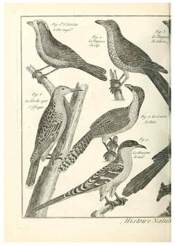 Reproducción/Reproduction 7851236620: Tableau encyclopédique et méthodique des trois règnes de la nature.. A Paris :Chez Mme. veuve Agasse ...,1823.