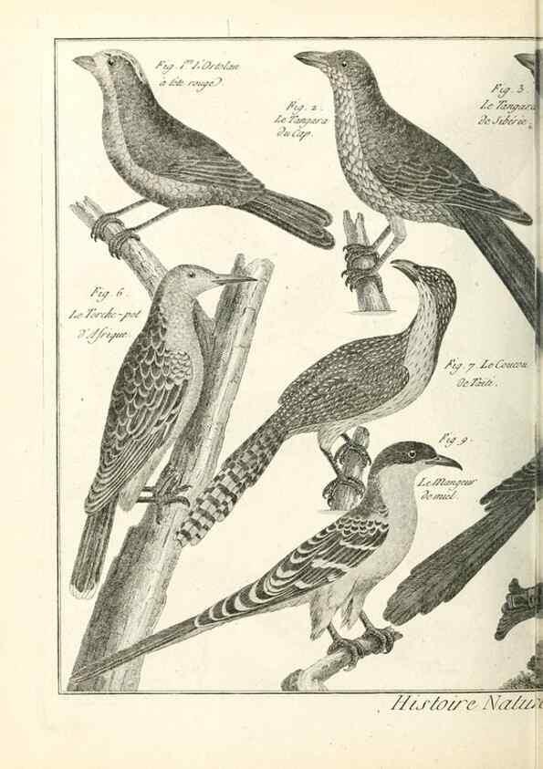 Reproducción/Reproduction 7851236620: Tableau encyclopédique et méthodique des trois règnes de la nature.. A Paris :Chez Mme. veuve Agasse ...,1823.