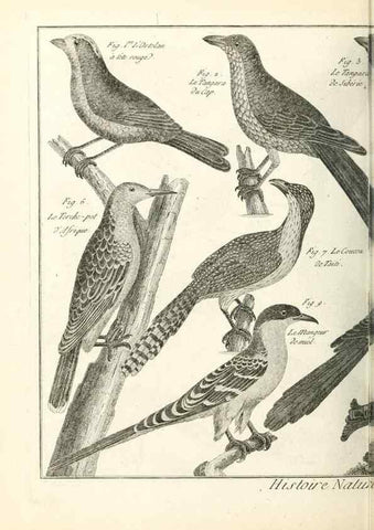 Reproducción/Reproduction 7851236620: Tableau encyclopédique et méthodique des trois règnes de la nature.. A Paris :Chez Mme. veuve Agasse ...,1823.