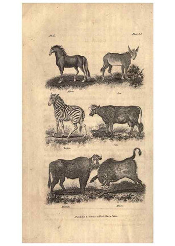 Reproducción/Reproduction 7872676692: Goldsmith's history of the earth and animated nature, abridged :. London :Vernor, Hood and Sharpe,1807.