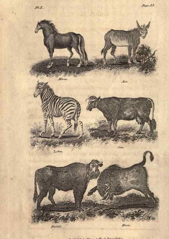 Reproducción/Reproduction 7872676692: Goldsmith's history of the earth and animated nature, abridged :. London :Vernor, Hood and Sharpe,1807.