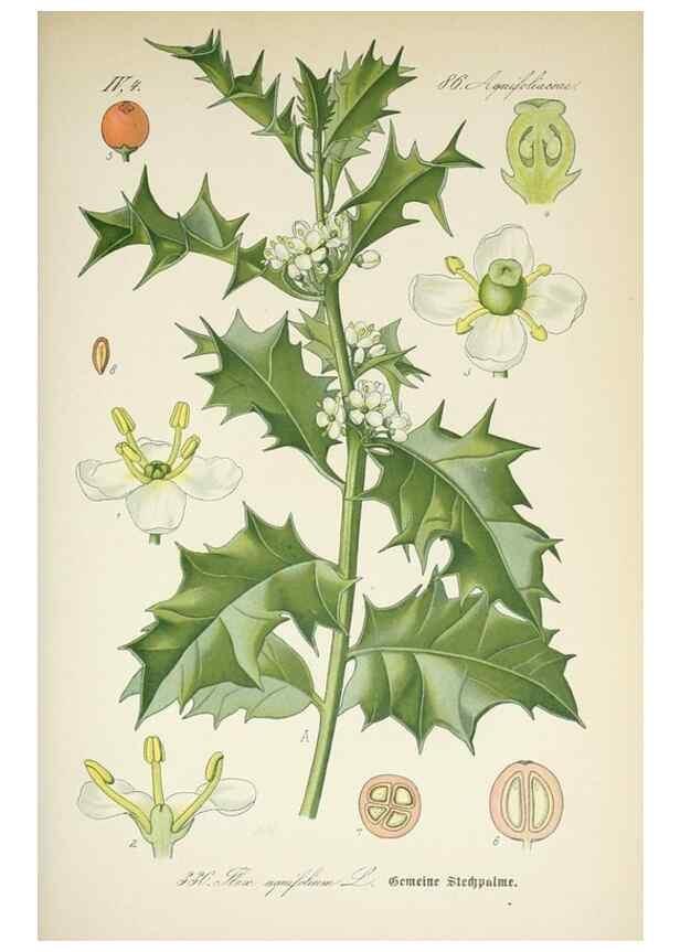Reproducción/Reproduction 7982376859: Prof. Dr. Thomé's Flora von Deutschland, Österreich und der Schweiz, in Wort und Bild, für Schule und Haus ; mit ... Tafeln ... von Walter Müller.. Gera-Untermhaus :F.E. Köhler,1886-1934.