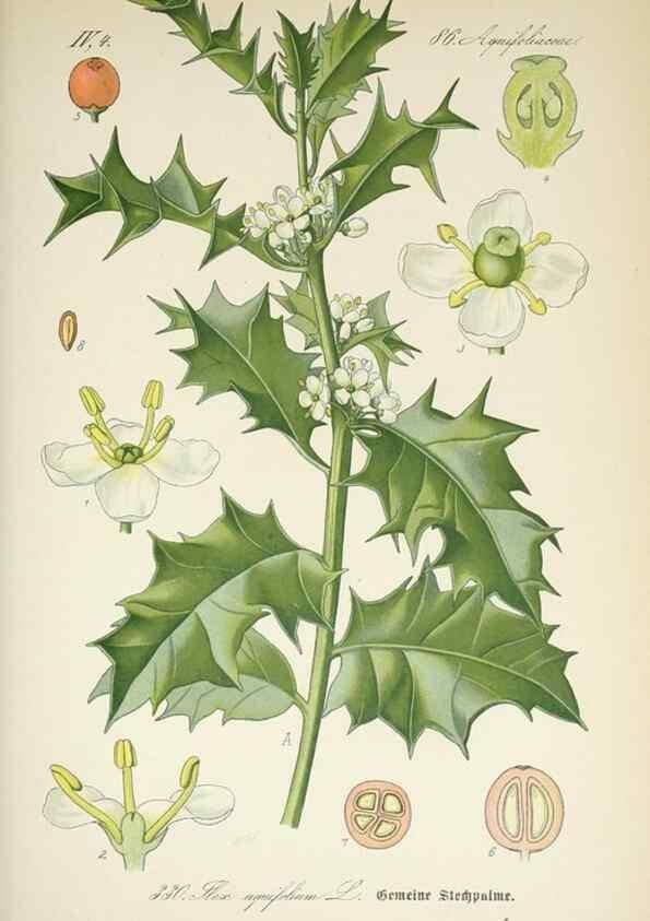 Reproducción/Reproduction 7982376859: Prof. Dr. Thomé's Flora von Deutschland, Österreich und der Schweiz, in Wort und Bild, für Schule und Haus ; mit ... Tafeln ... von Walter Müller.. Gera-Untermhaus :F.E. Köhler,1886-1934.