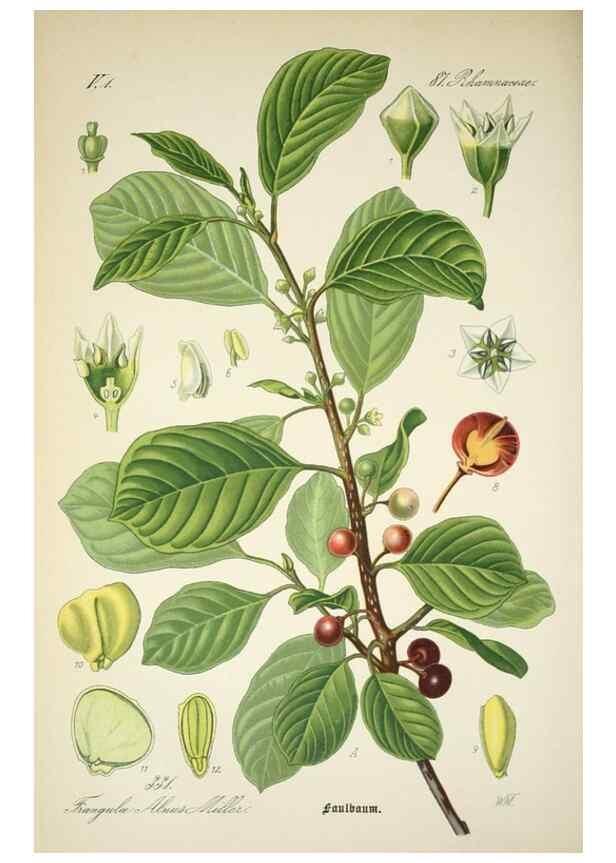 Reproducción/Reproduction 7982377467: Prof. Dr. Thomé's Flora von Deutschland, Österreich und der Schweiz, in Wort und Bild, für Schule und Haus ; mit ... Tafeln ... von Walter Müller.. Gera-Untermhaus :F.E. Köhler,1886-1934.