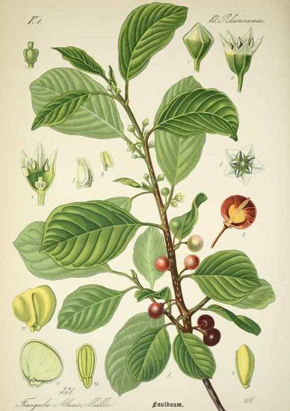Reproducción/Reproduction 7982377467: Prof. Dr. Thomé's Flora von Deutschland, Österreich und der Schweiz, in Wort und Bild, für Schule und Haus ; mit ... Tafeln ... von Walter Müller.. Gera-Untermhaus :F.E. Köhler,1886-1934.