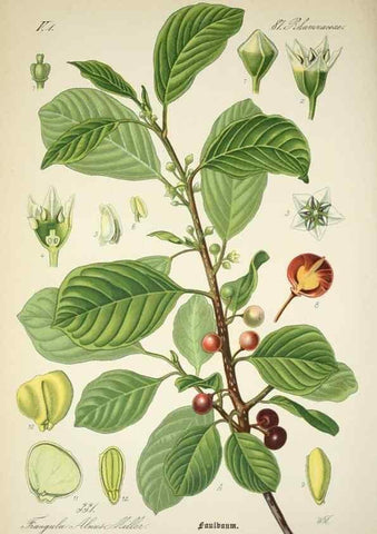 Reproducción/Reproduction 7982377467: Prof. Dr. Thomé's Flora von Deutschland, Österreich und der Schweiz, in Wort und Bild, für Schule und Haus ; mit ... Tafeln ... von Walter Müller.. Gera-Untermhaus :F.E. Köhler,1886-1934.