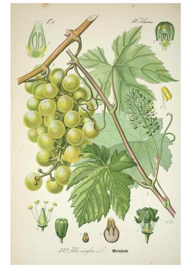 Reproducción/Reproduction 7982377911: Prof. Dr. Thomé's Flora von Deutschland, Österreich und der Schweiz, in Wort und Bild, für Schule und Haus ; mit ... Tafeln ... von Walter Müller.. Gera-Untermhaus :F.E. Köhler,1886-1934.