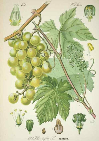 Reproducción/Reproduction 7982377911: Prof. Dr. Thomé's Flora von Deutschland, Österreich und der Schweiz, in Wort und Bild, für Schule und Haus ; mit ... Tafeln ... von Walter Müller.. Gera-Untermhaus :F.E. Köhler,1886-1934.