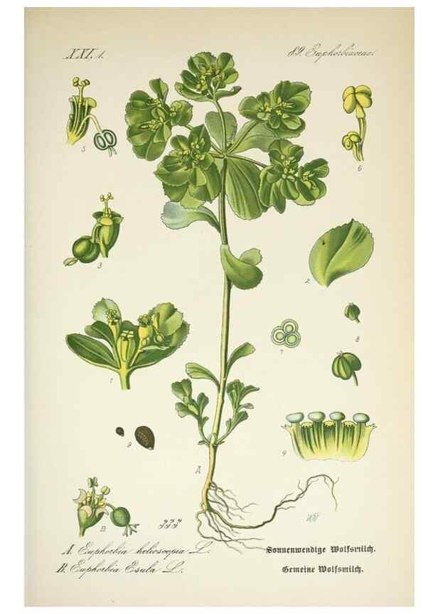 Reproducción/Reproduction 7982381228: Prof. Dr. Thomé's Flora von Deutschland, Österreich und der Schweiz, in Wort und Bild, für Schule und Haus ; mit ... Tafeln ... von Walter Müller.. Gera-Untermhaus :F.E. Köhler,1886-1934.