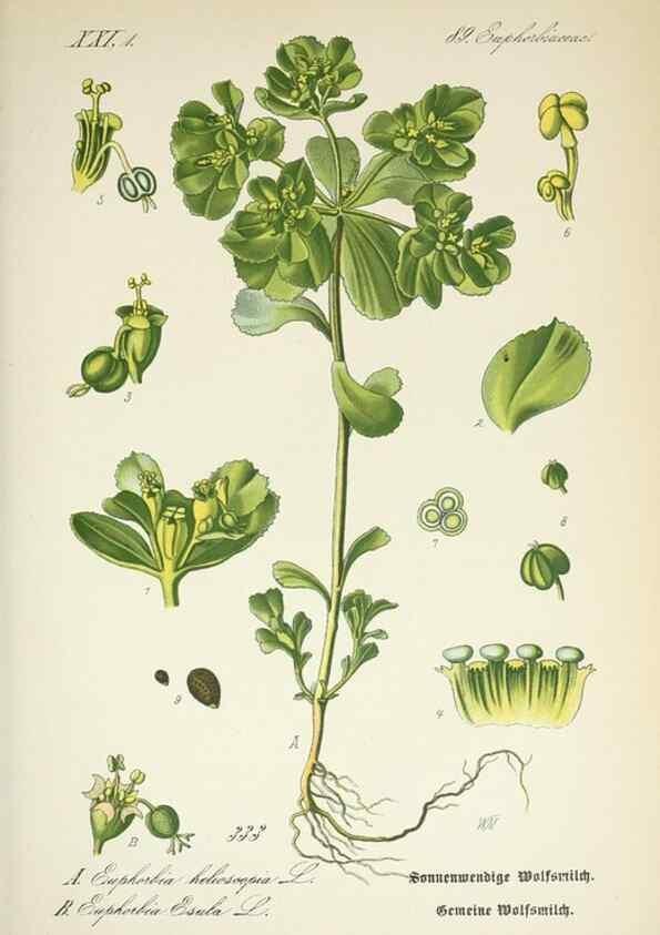 Reproducción/Reproduction 7982381228: Prof. Dr. Thomé's Flora von Deutschland, Österreich und der Schweiz, in Wort und Bild, für Schule und Haus ; mit ... Tafeln ... von Walter Müller.. Gera-Untermhaus :F.E. Köhler,1886-1934.