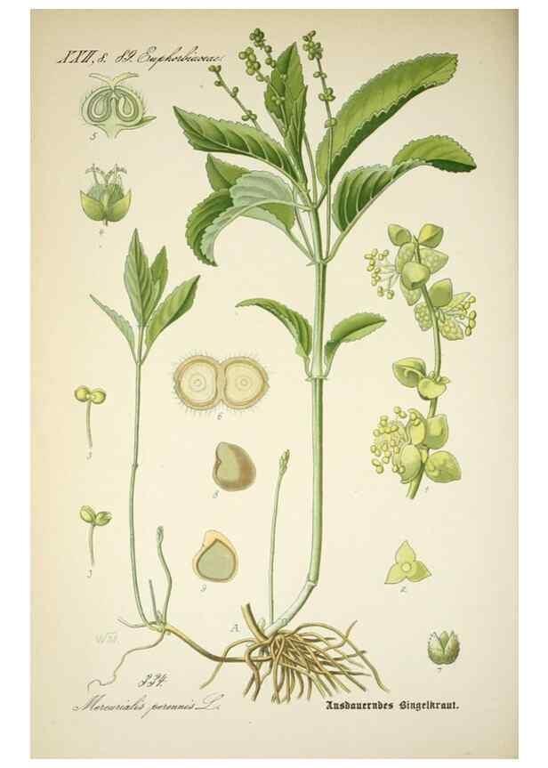Reproducción/Reproduction 7982379105: Prof. Dr. Thomé's Flora von Deutschland, Österreich und der Schweiz, in Wort und Bild, für Schule und Haus ; mit ... Tafeln ... von Walter Müller.. Gera-Untermhaus :F.E. Köhler,1886-1934.
