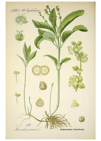 Reproducción/Reproduction 7982379105: Prof. Dr. Thomé's Flora von Deutschland, Österreich und der Schweiz, in Wort und Bild, für Schule und Haus ; mit ... Tafeln ... von Walter Müller.. Gera-Untermhaus :F.E. Köhler,1886-1934.